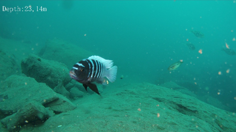 Chinyankwazi Island 16